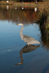 Heron in Lake, Reflection