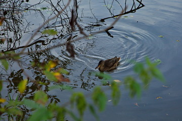 Ducks on the water of the Pakhra river.