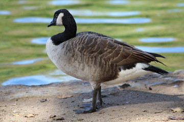 Close up of a goose.