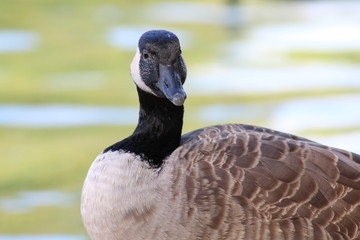 A goose on the water.