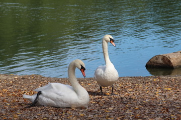 Swans on the lake.