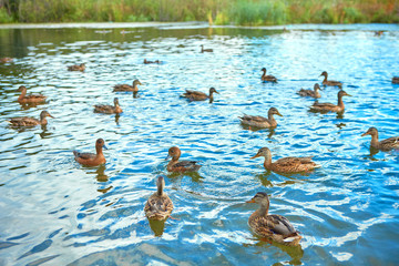 Ducks gather in flocks before the autumn flight.