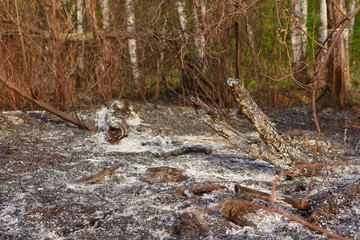 The forest fire burned vegetation. Only ash and ashes remained.