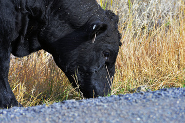 Close up of angus grazing on road side.