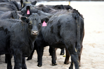 Black yearling cow in a pen for cutting horse practice.