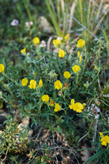 Argyrolobium zanonii