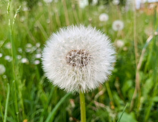 Closeup fluffy white dandelion in blurred green grass background