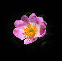 Wild blooming rose on dramatic black background. Closeup single dog rose isolated on a black background