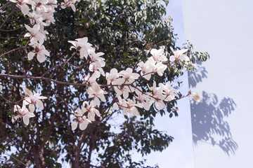 magnolia flower in spring 