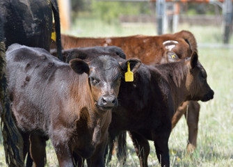 Calves in a summer pasture.