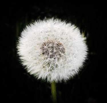 White dandelion isolated on black background