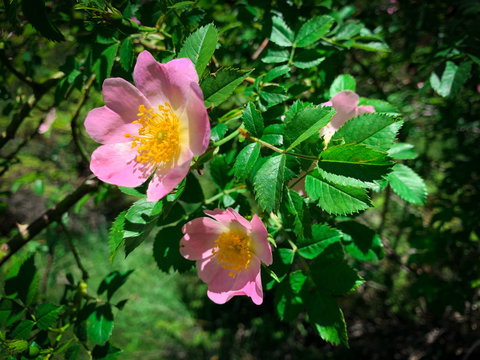 Wild rose bush with blooming flowers. Close up photo of pink dog rose also known as rose hip, briar rose and rosa canina