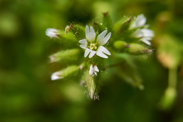 Cerastium fontanum