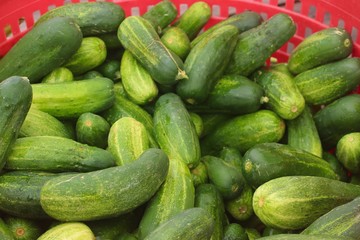 A basket of pickling cucumbers in a red basket set up at a farmer's market