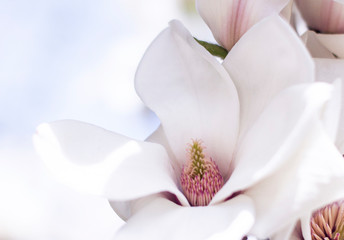 Fototapeta na wymiar White magnolia flower