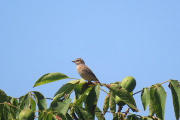 Whinchat sitting on a tree branch during a sunny summer day