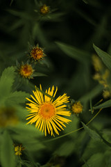 Yellow flower of elecampane medicinal plant, green leaves, dark background. top view, copy space