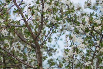 Branches of blossoming apricot macro