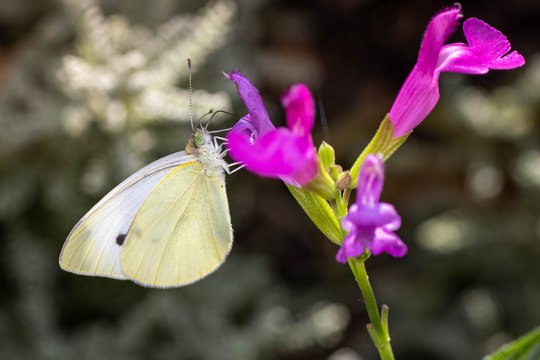 MARIPOSA BLANCA CHUPANDO NECTAR POSADA EN FLOR