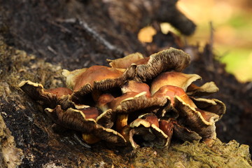 The giant fungus underneath against a tree trunk in the yellow sunlight.