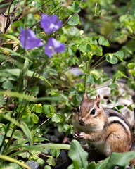 Naklejka na ściany i meble Chipmunk stock photos. Picture. Portrait. Image. Close-up profile view with foliage and wildflowers.