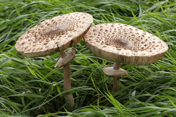 Macrolepiota procera, large parasol mushroom with a long stem and large cap. 