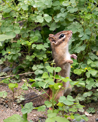 Naklejka na ściany i meble Chipmunk stock photos. Picture. Portrait. Image. Close-up standing on its back legs with a side profile view