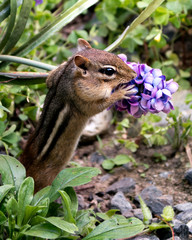 Naklejka na ściany i meble Chipmunk stock photos. Chipmunk close-up profile side view playing and smelling a flower in its habitat with wildflowers, rocks and foliage background and foreground, displaying head, ears, eye.