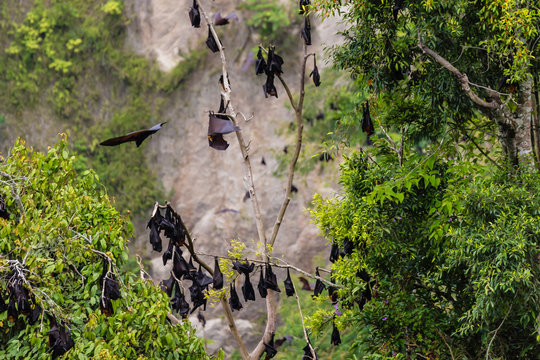 Ngarai Siranok, canyon, river, Kecamatan Guguk Panjang, Kota Bukittinggi, Sumatra Barat, Indonesia, flying dog,sawa
