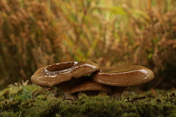 Boletus edulis, The ordinary porcini mushroom in the moss.	