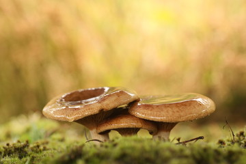 Boletus edulis, The ordinary porcini mushroom in the moss.