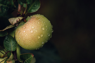 apples and green leaves on branch with drops water after rain. selective focus