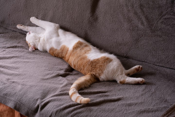Fototapeta na wymiar Sleeping red and white cat lying on its back on a dark cloth with the legs stretched out in the air. A true creature of comfort