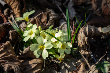 Primrose