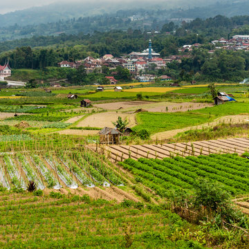 Ngarai Siranok, canyon, river, Kecamatan Guguk Panjang, Kota Bukittinggi, Sumatra Barat, Indonesia, flying dog,sawa
