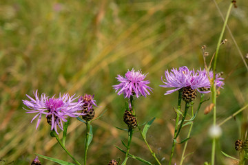 Obraz premium Wild flowers 