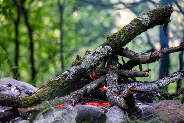 Wild fire
