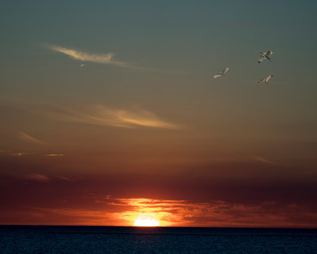 Sunset flying birds stock photos. Sunset with three white  birds flying in a triangle position  beside clouds, sunset beyond, and above water. Portrait. Image. Picture.