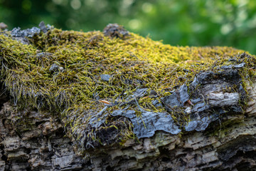 Earth moss
