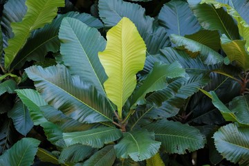 Magnolia sulawesiana is a large evergreen tree of the family Magnoliaceae that grows in tropical...