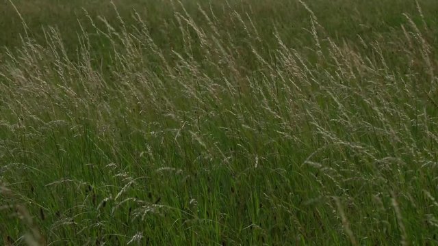 Hohes Gras im Wind auf Sommerwiese