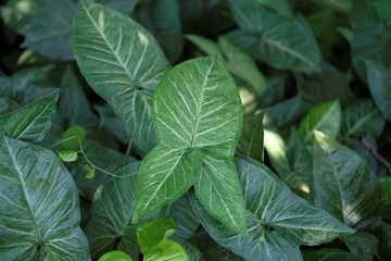 Syngonium podophyllum is a species of aroid, and commonly cultivated as a houseplant. Common names include: arrowhead plant, arrowhead vine, arrowhead philodendron, goosefoot, African evergreen