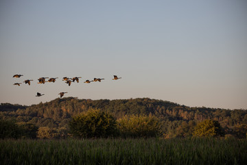 Wildgänse am Abend
