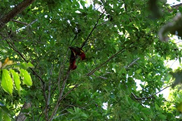 Photo of a red Sulawesi parrot on a tree