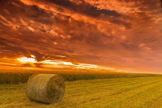 bela siana na tle zachodzącego s słońca