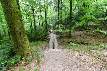 Lynx pathway at Plättig near Baden Baden in the northern Black Forest. Baden Wuerttemberg, Germany, Europe