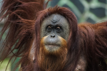 The Face of Orang Utan