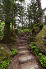 Lynx pathway at Plättig near Baden Baden in the northern Black Forest. Baden Wuerttemberg, Germany, Europe