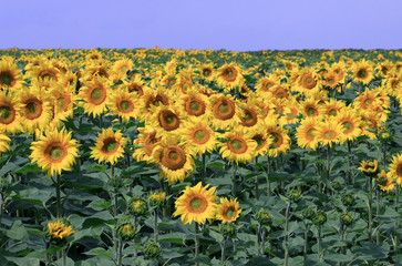 Blooming sunflowers field. Russia.