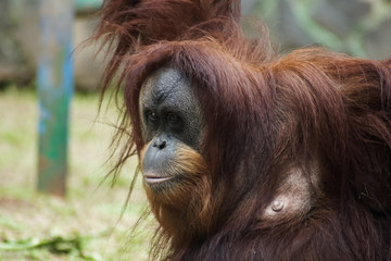 Fototapeta premium The Face of Orang Utan